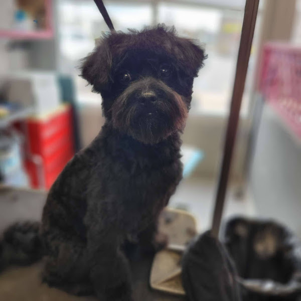 small black dog, freshly groomed